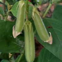 Crotalaria verrucosa L.